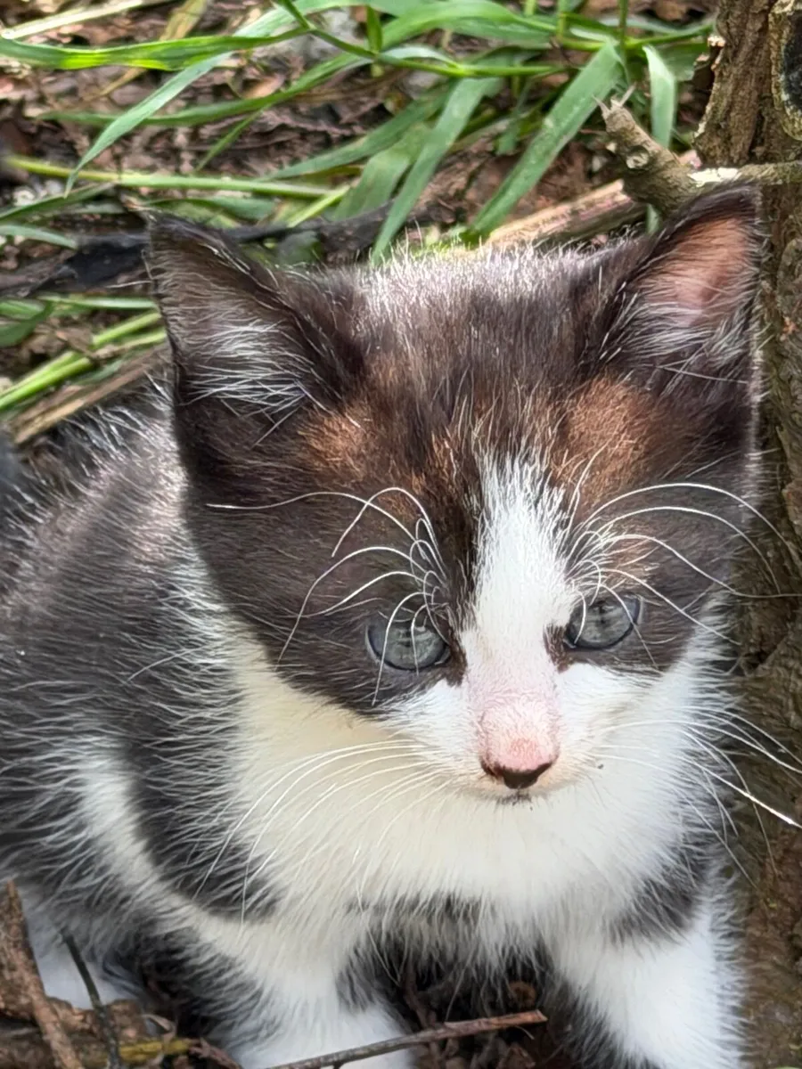 Kittens - Image 3