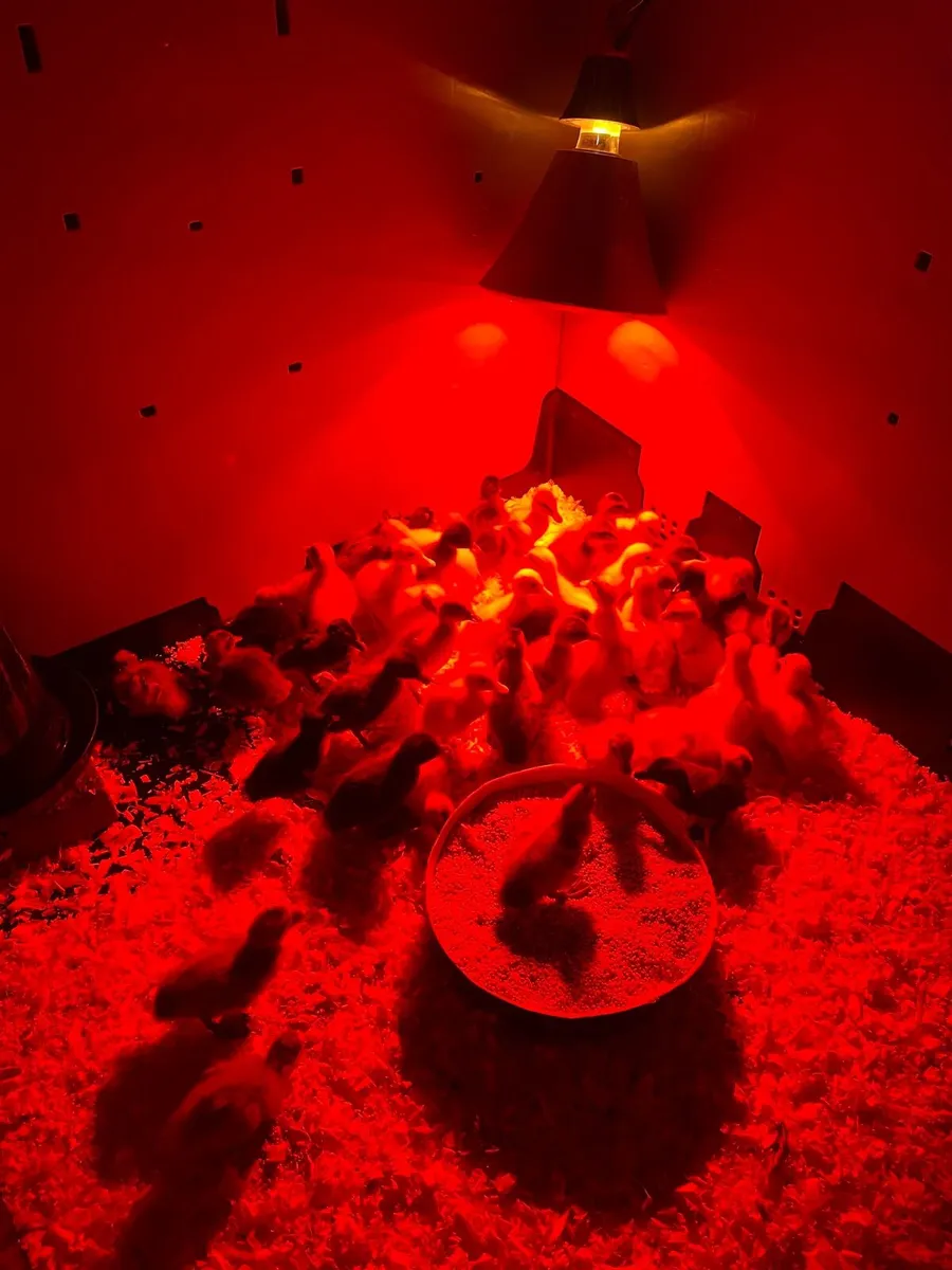 Poultry - Image 1