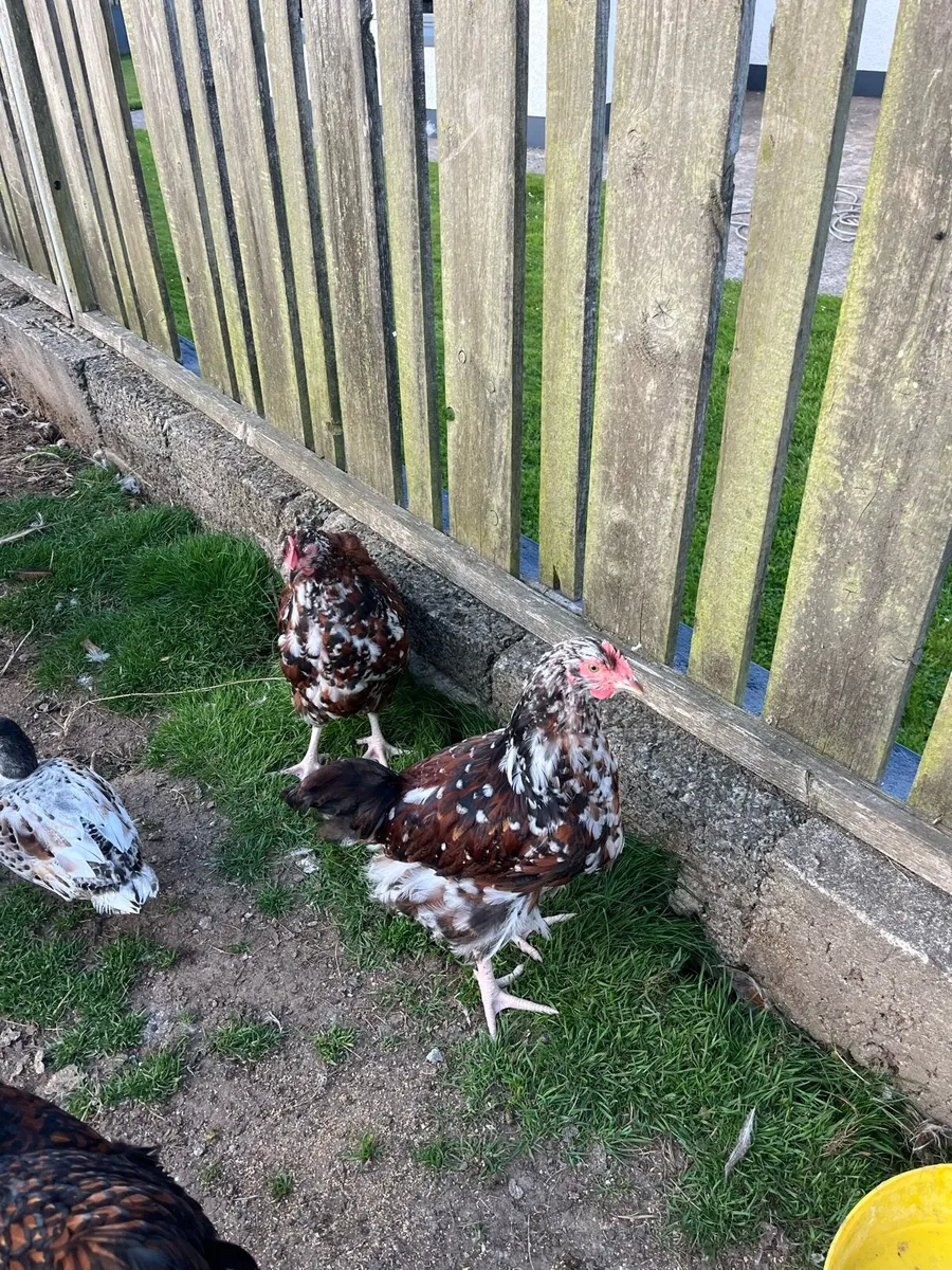 Poultry - Image 2