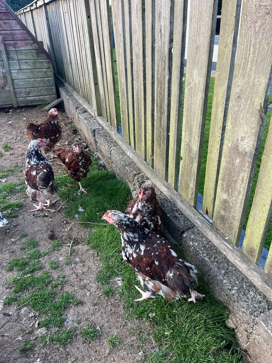 Poultry - Image 3