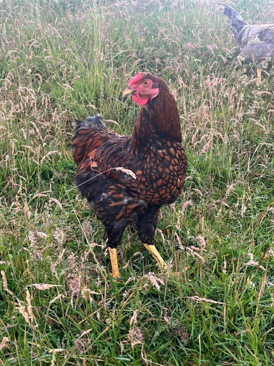 Poultry - Image 4