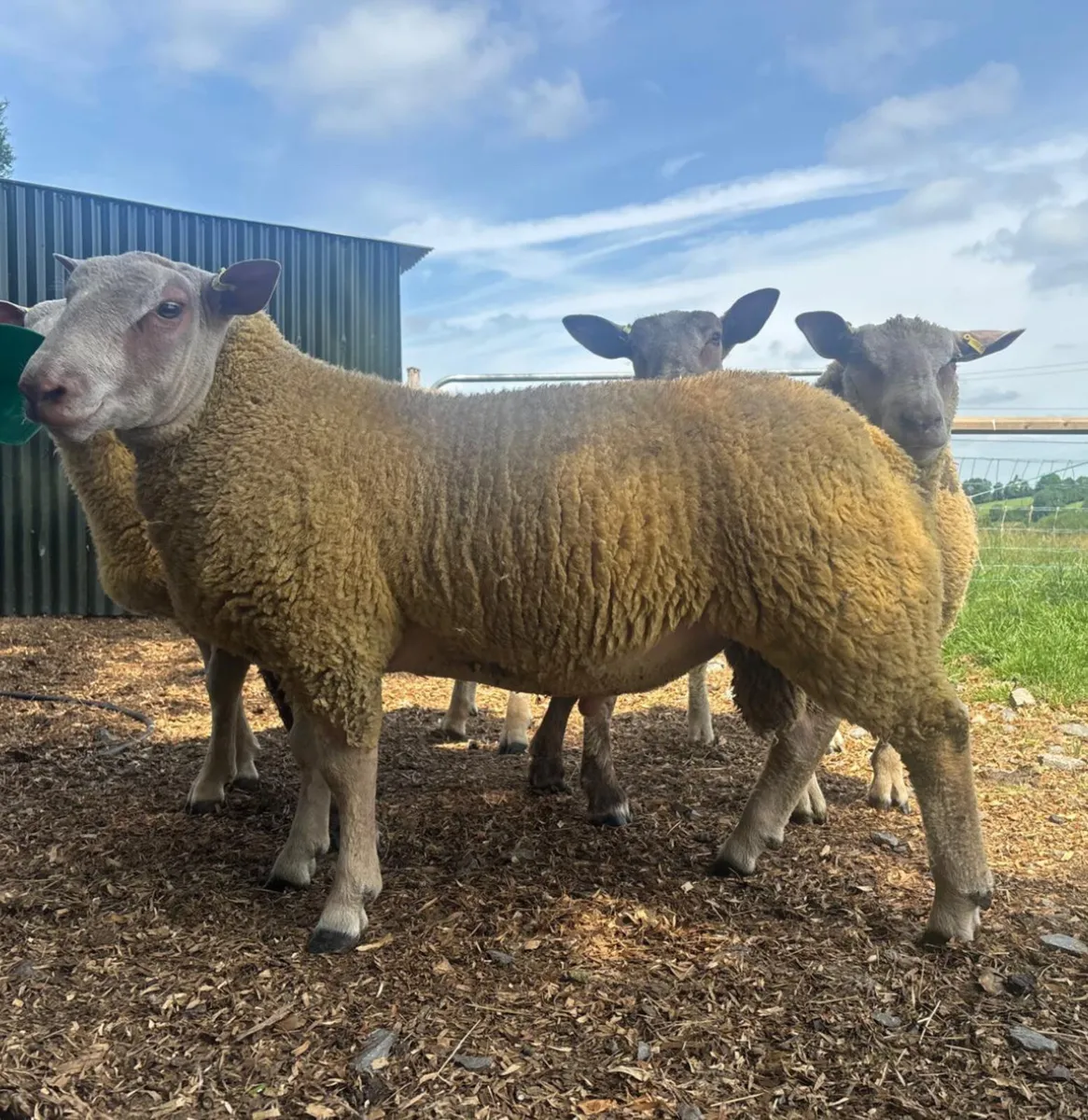 Pedigree Registered Charollais Ram Lambs - Image 1