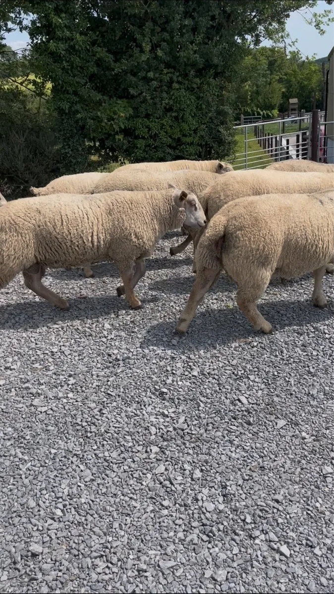 Pedigree Registered Charollais Ram Lambs - Image 2