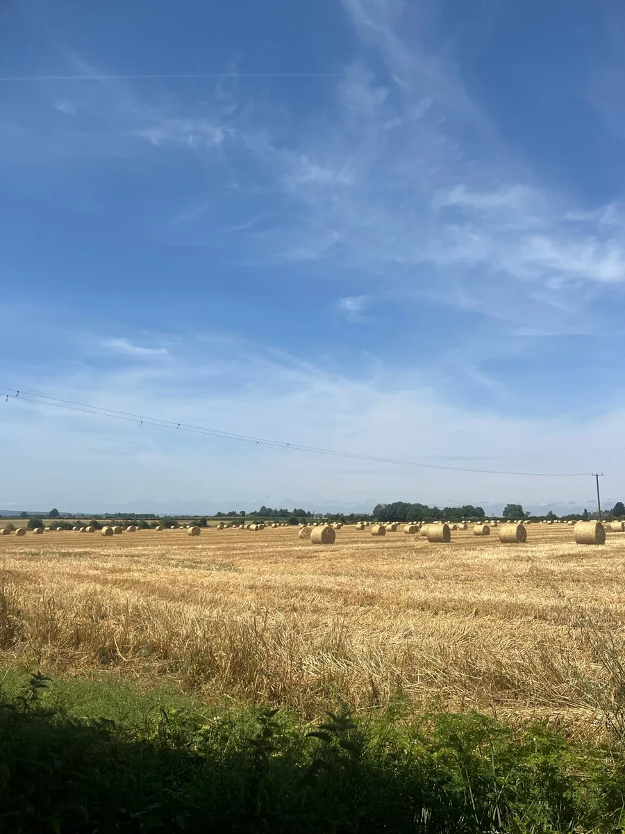Barley Straw
