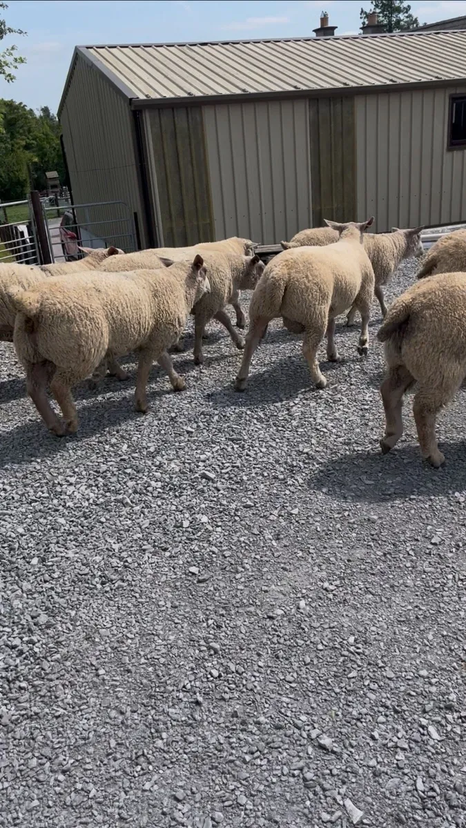 Pedigree Registered Charollais Ram Lambs - Image 3