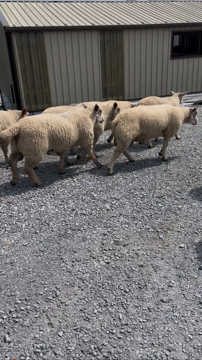 Pedigree Registered Charollais Ram Lambs - Image 4