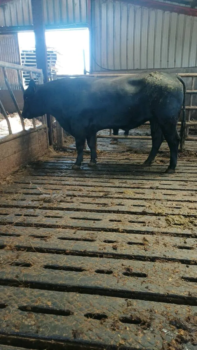 Angus bull - Image 1