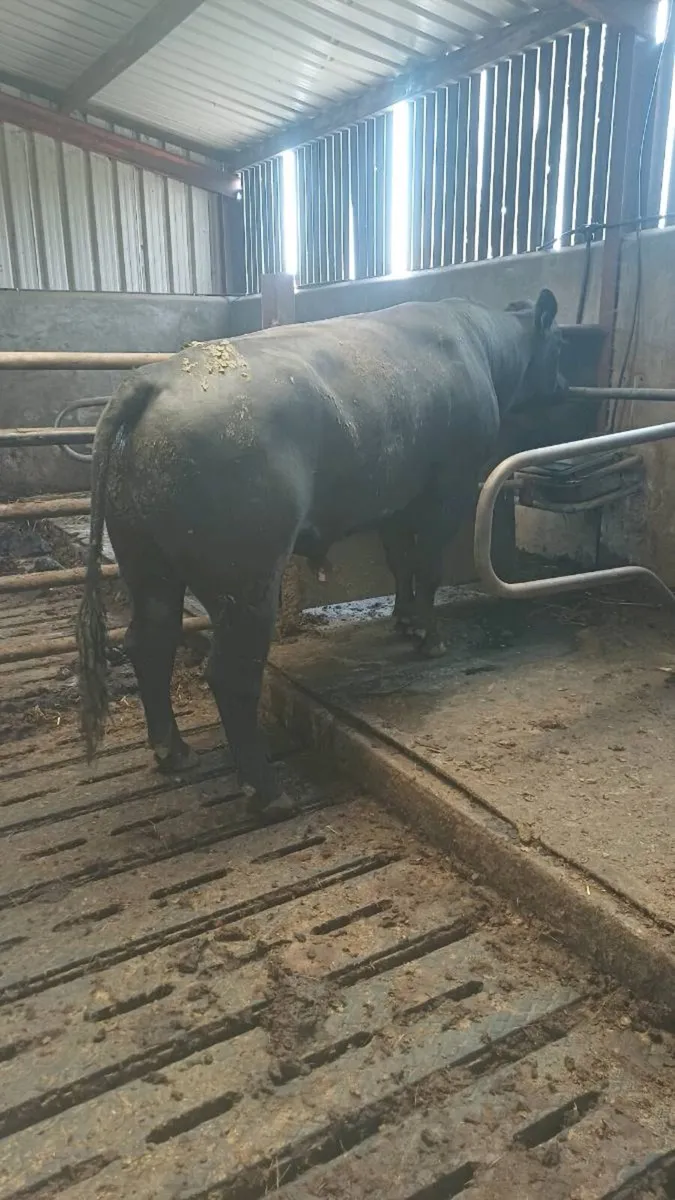 Angus bull - Image 2