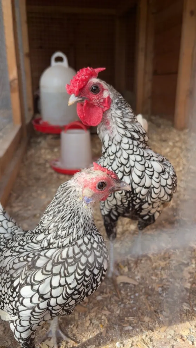 Silver sebright, Yokohama chicks, Rosecomb rooster - Image 1