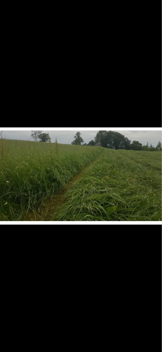 Hay meadow