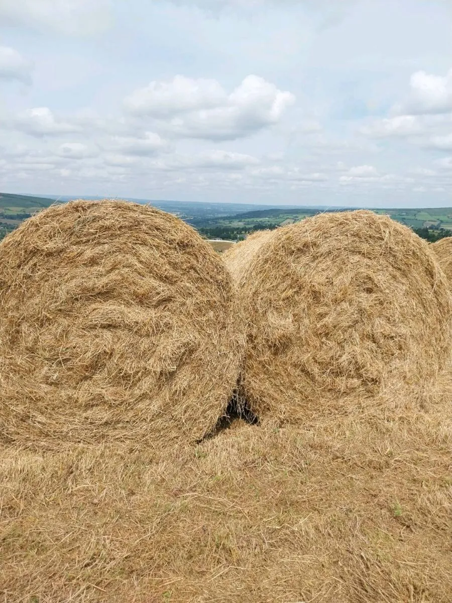 Hay