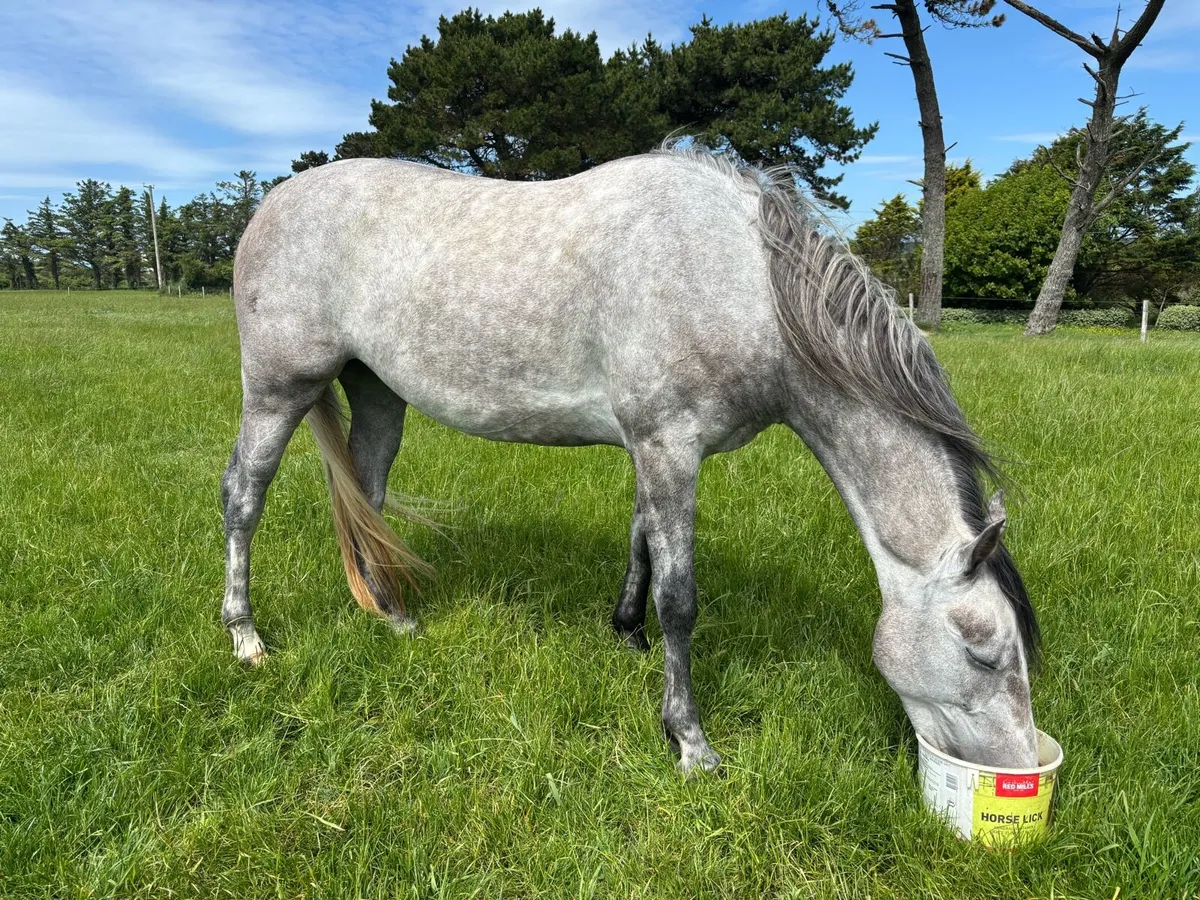 ✨Full green book unbroken 4yo Mare - Image 1