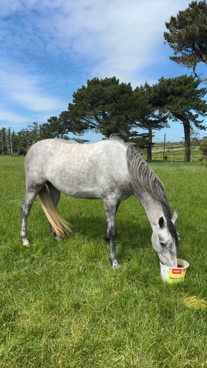 ✨Full green book unbroken 4yo Mare - Image 3