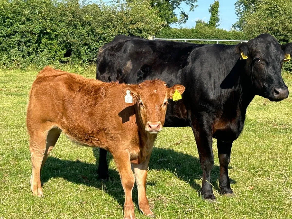DRUMSHAMBO MART HEIFERS AND CALFS - Image 2