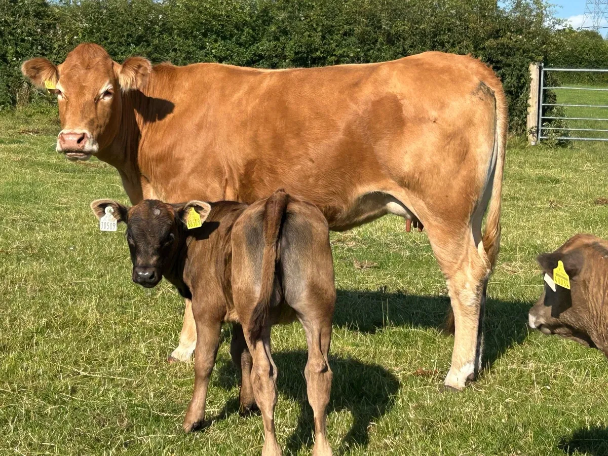 DRUMSHAMBO MART HEIFERS AND CALFS - Image 4
