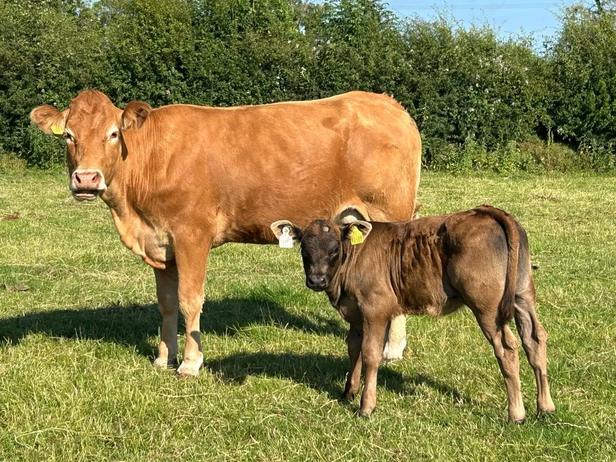 DRUMSHAMBO MART HEIFERS AND CALFS - Image 3