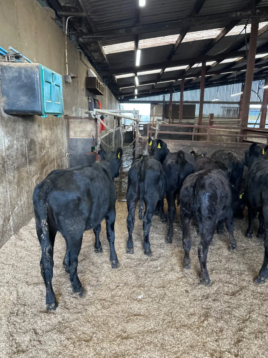 Angus heifers - Image 3