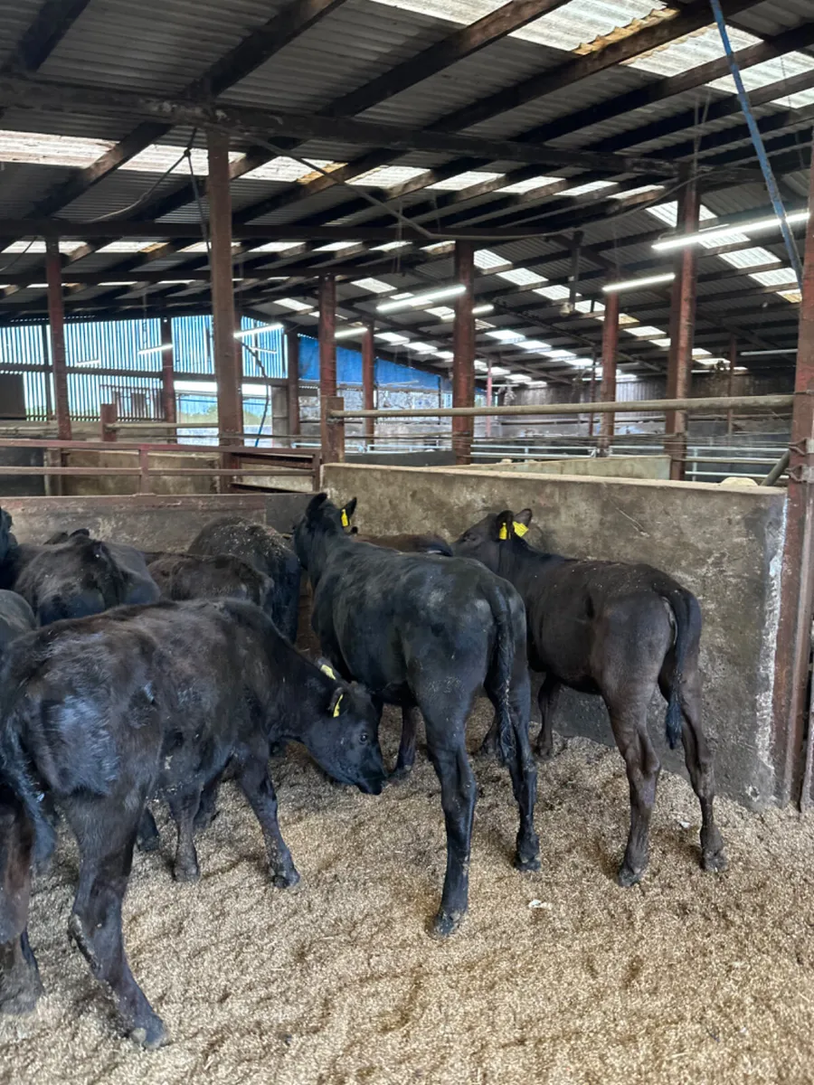 Angus heifers - Image 4