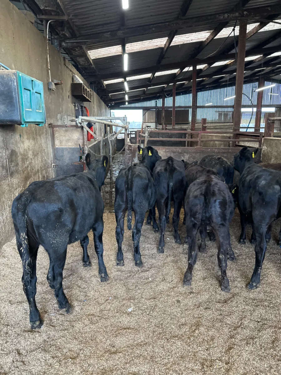 Angus heifers - Image 1