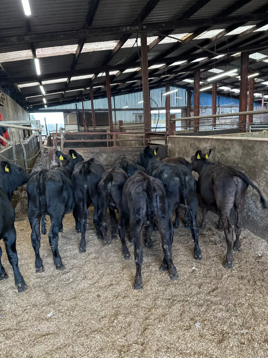 Angus heifers - Image 2