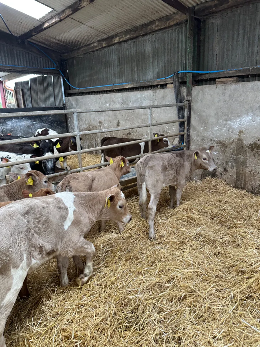 Charolais heifers - Image 2