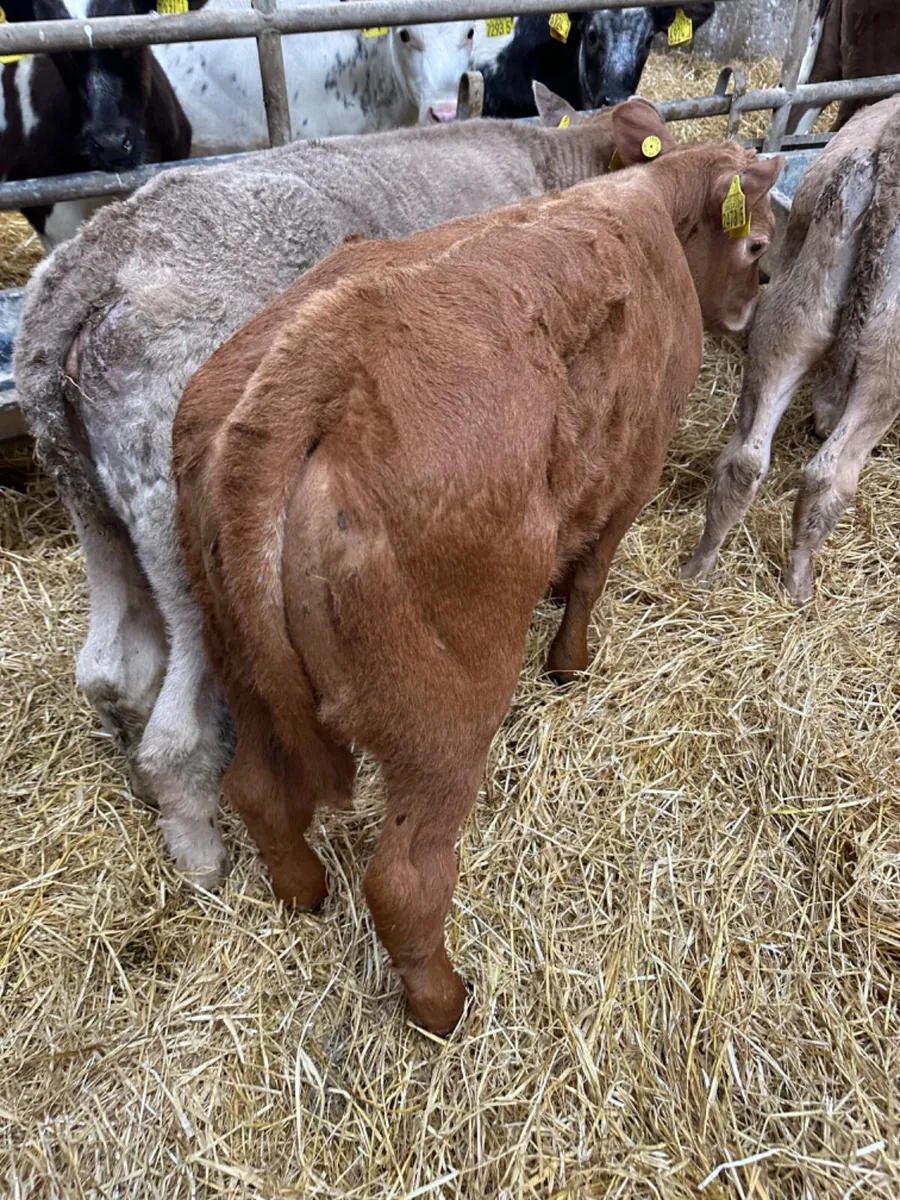 Charolais heifers - Image 4
