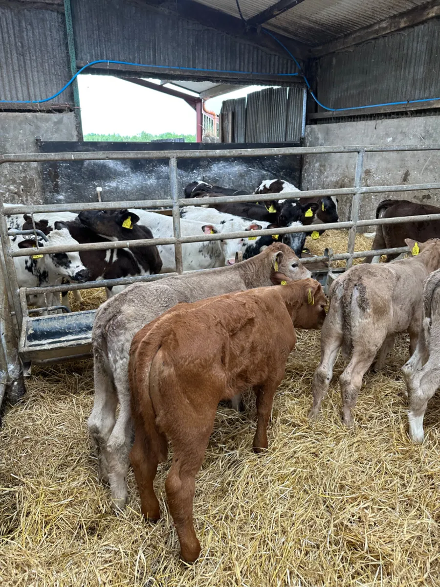 Charolais heifers - Image 3