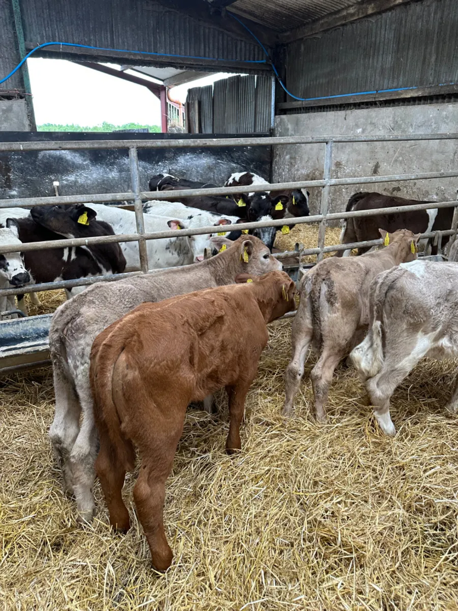 Charolais heifers - Image 1