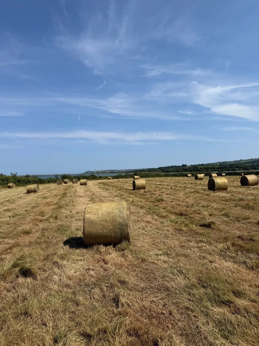 Cattle Hay - Image 2