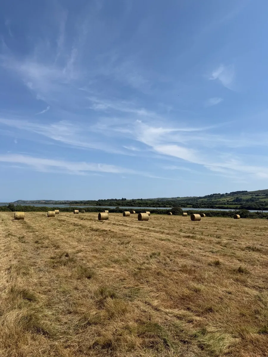 Cattle Hay - Image 1