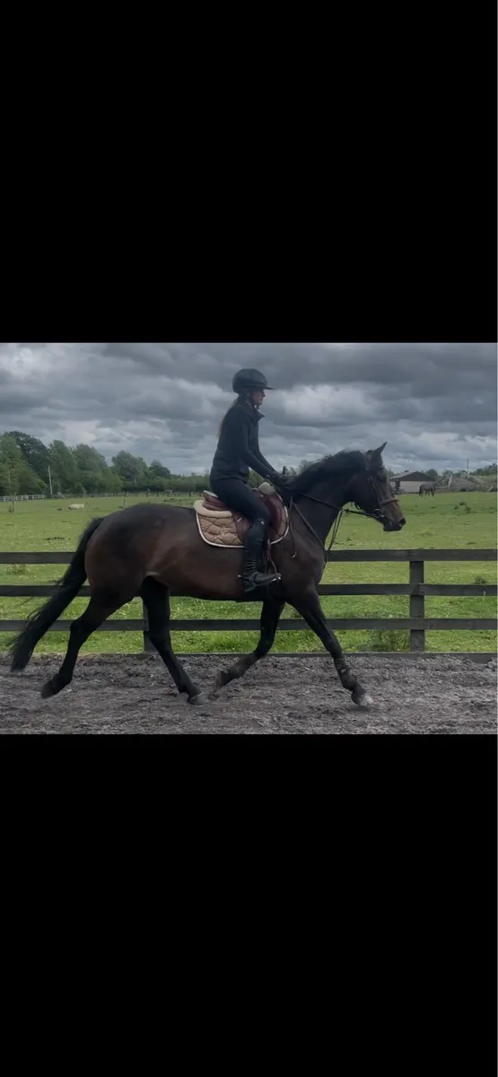 5yo eventer/showjumper - Image 1