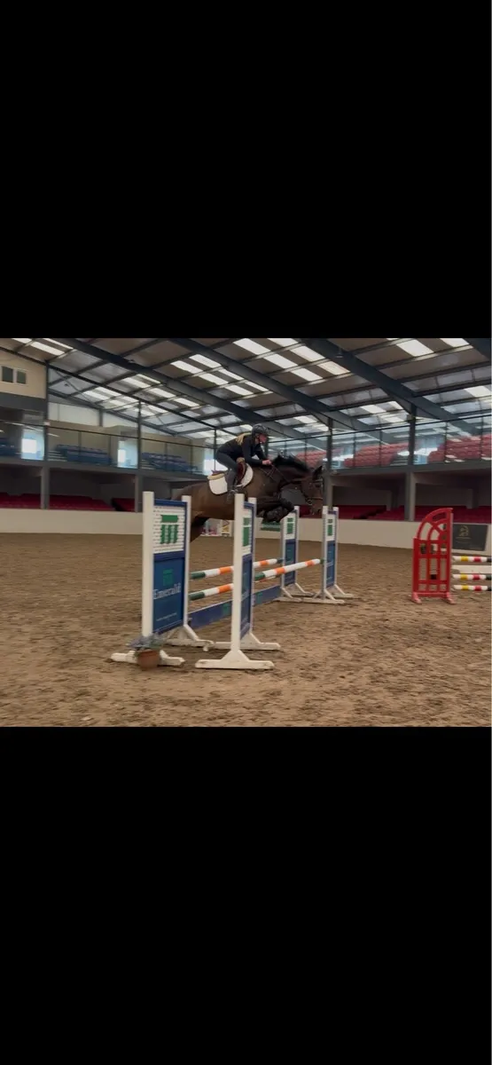 5yo eventer/showjumper - Image 2