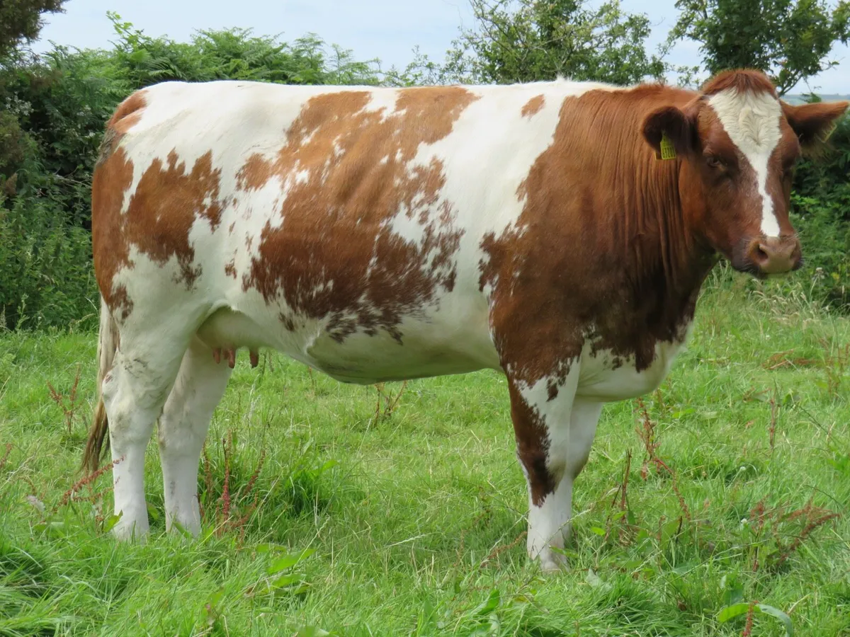 💥SUPER BELGIAN BLUE SPRINGERS FOR SALE💥 - Image 2