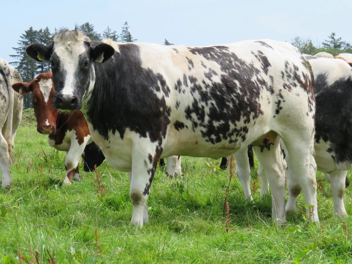 💥SUPER BELGIAN BLUE SPRINGERS FOR SALE💥 - Image 3