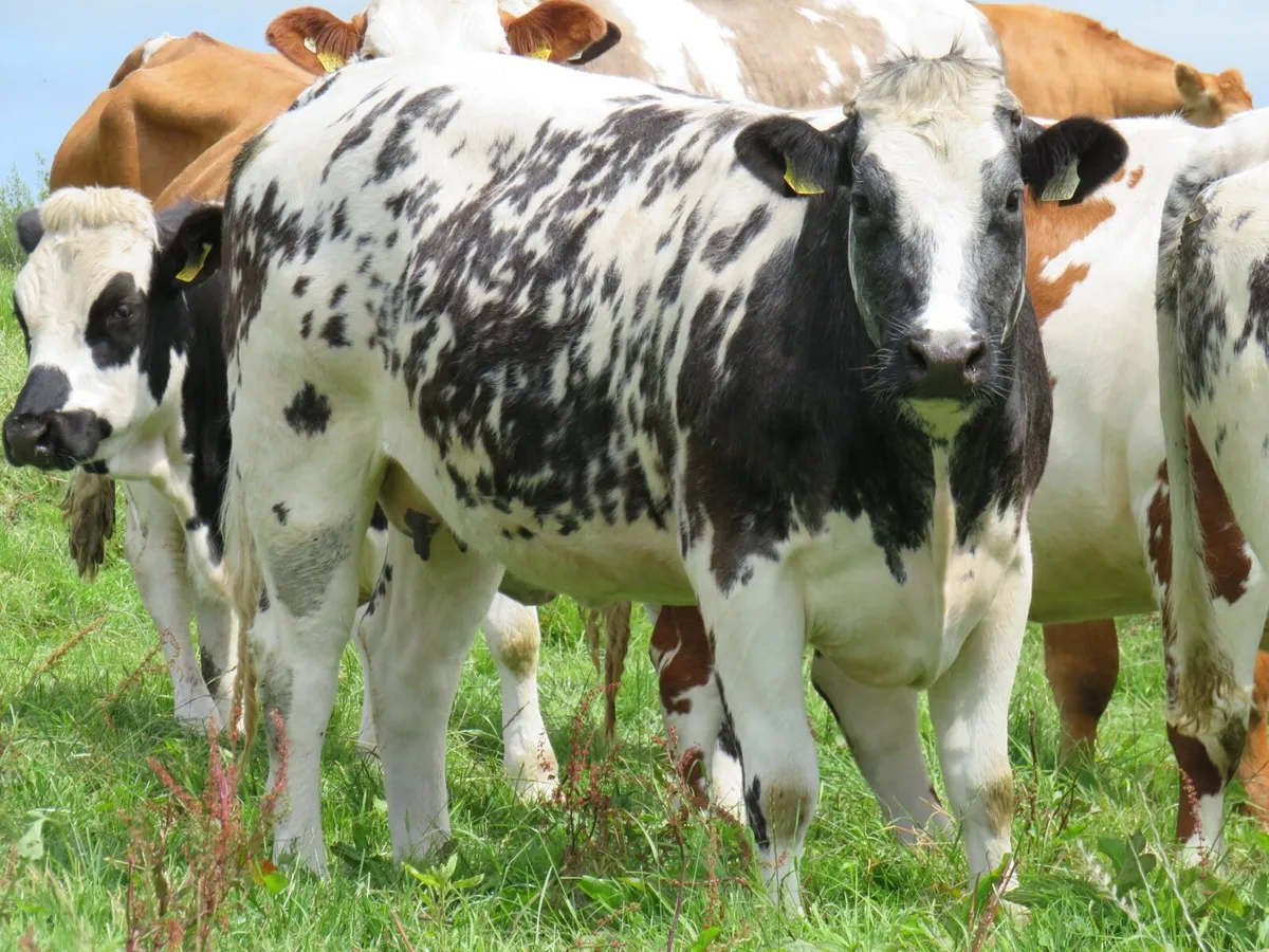 💥SUPER BELGIAN BLUE SPRINGERS FOR SALE💥 - Image 4