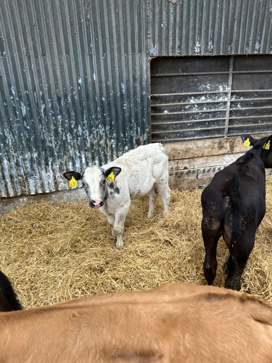 Reared bulls - Image 4