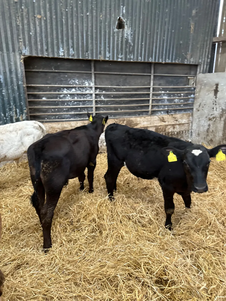 Reared bulls - Image 2