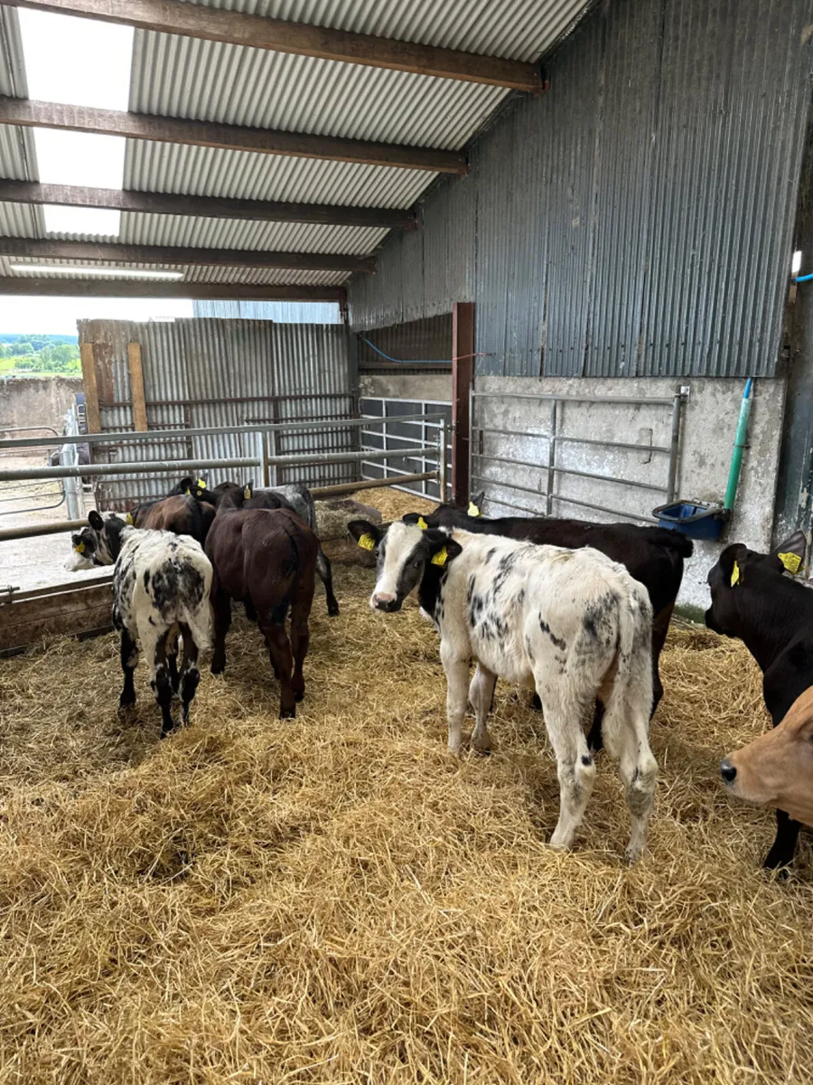 Reared bulls - Image 1