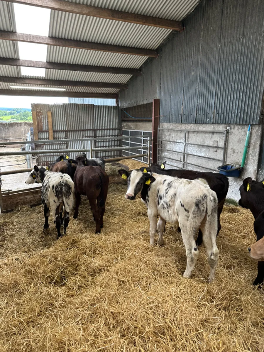 Reared bulls - Image 3