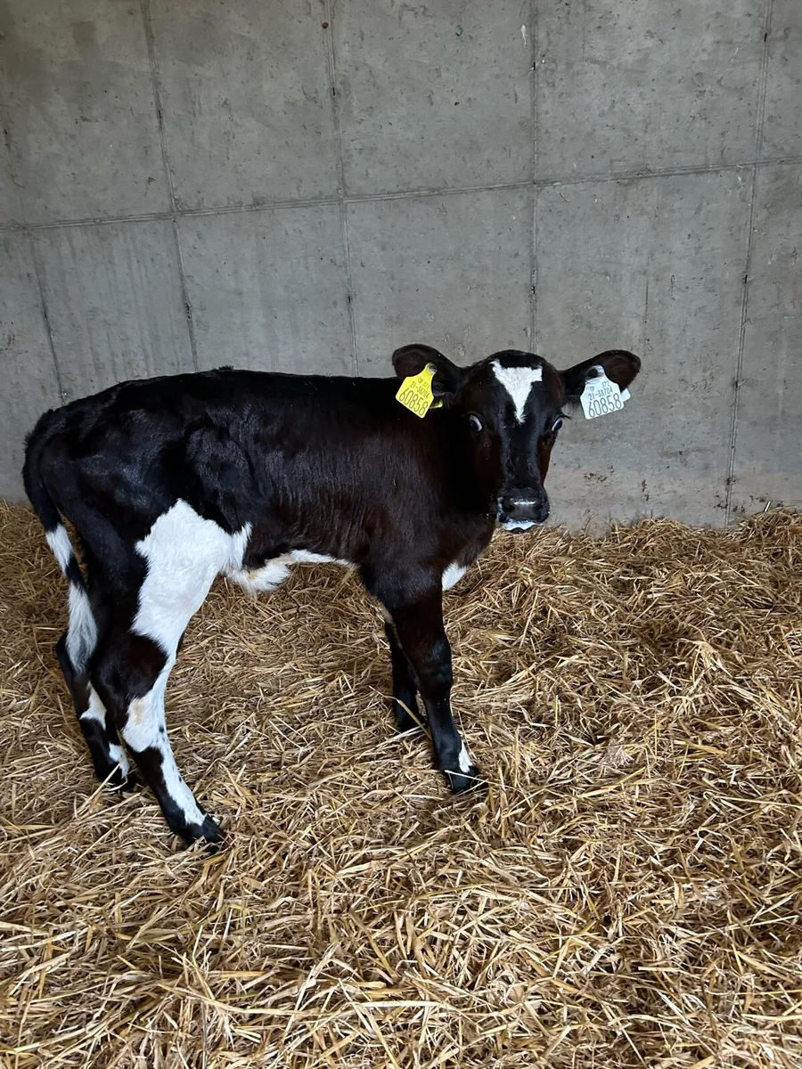 Calves - Image 2