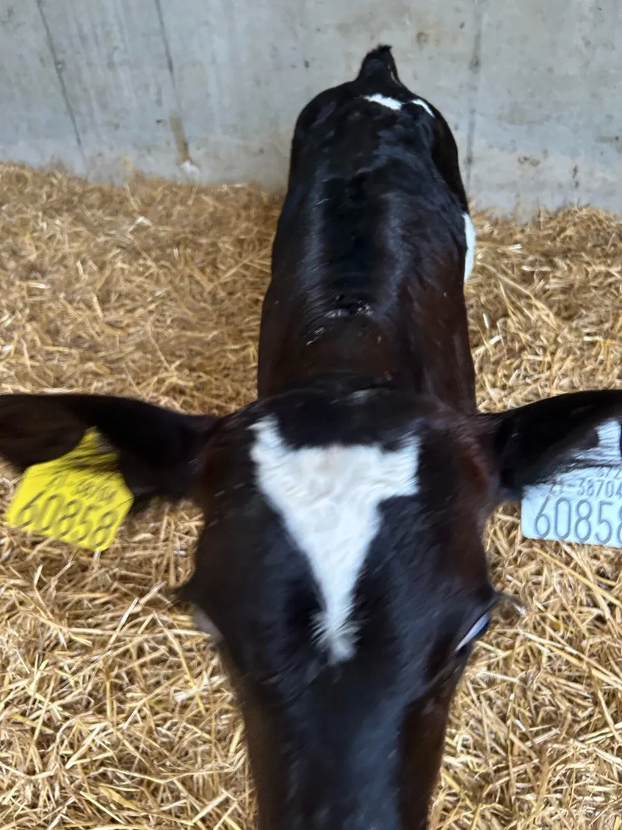 Calves - Image 1