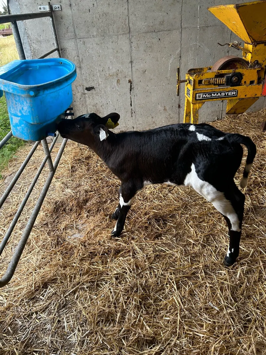 Calves - Image 3