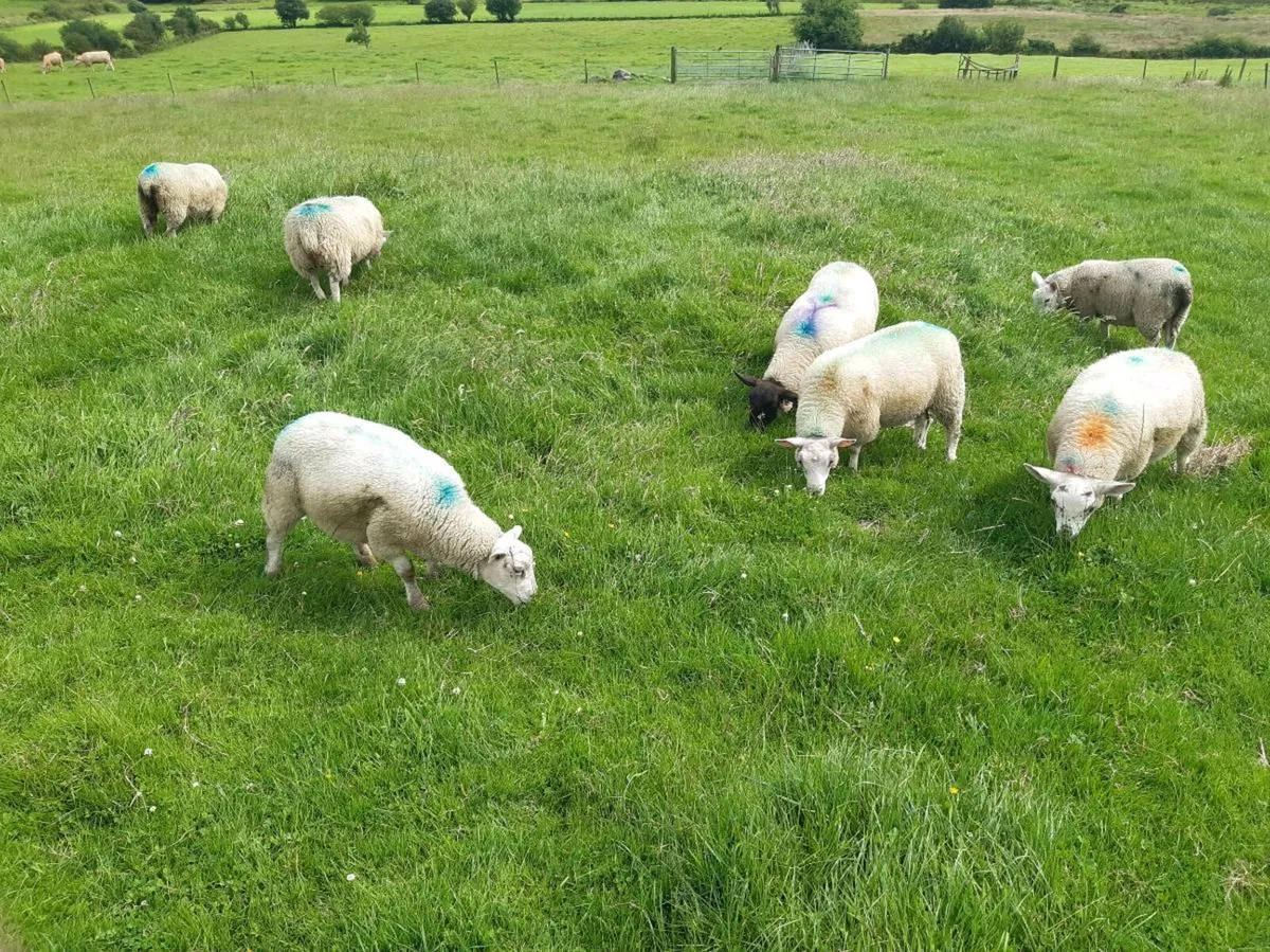 Ewe lambs - Image 1