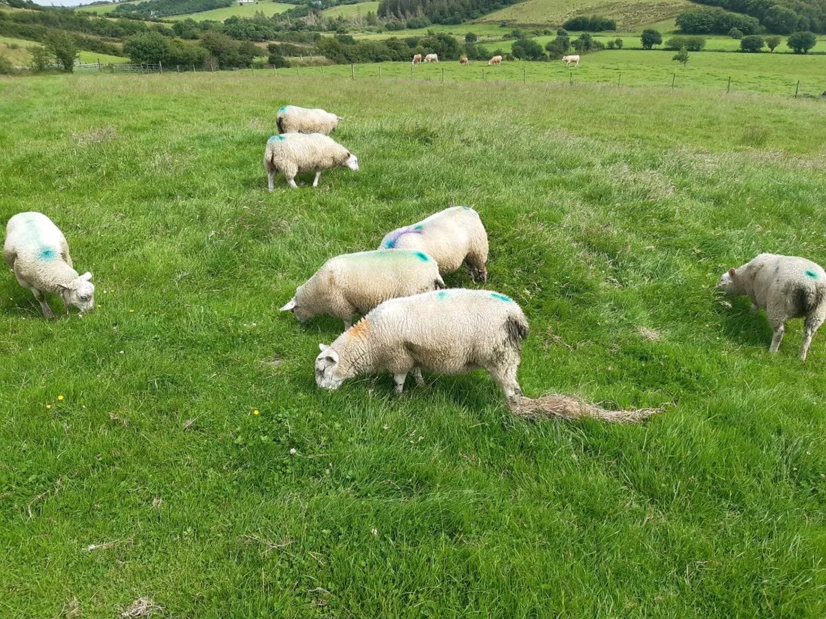 Ewe lambs - Image 2