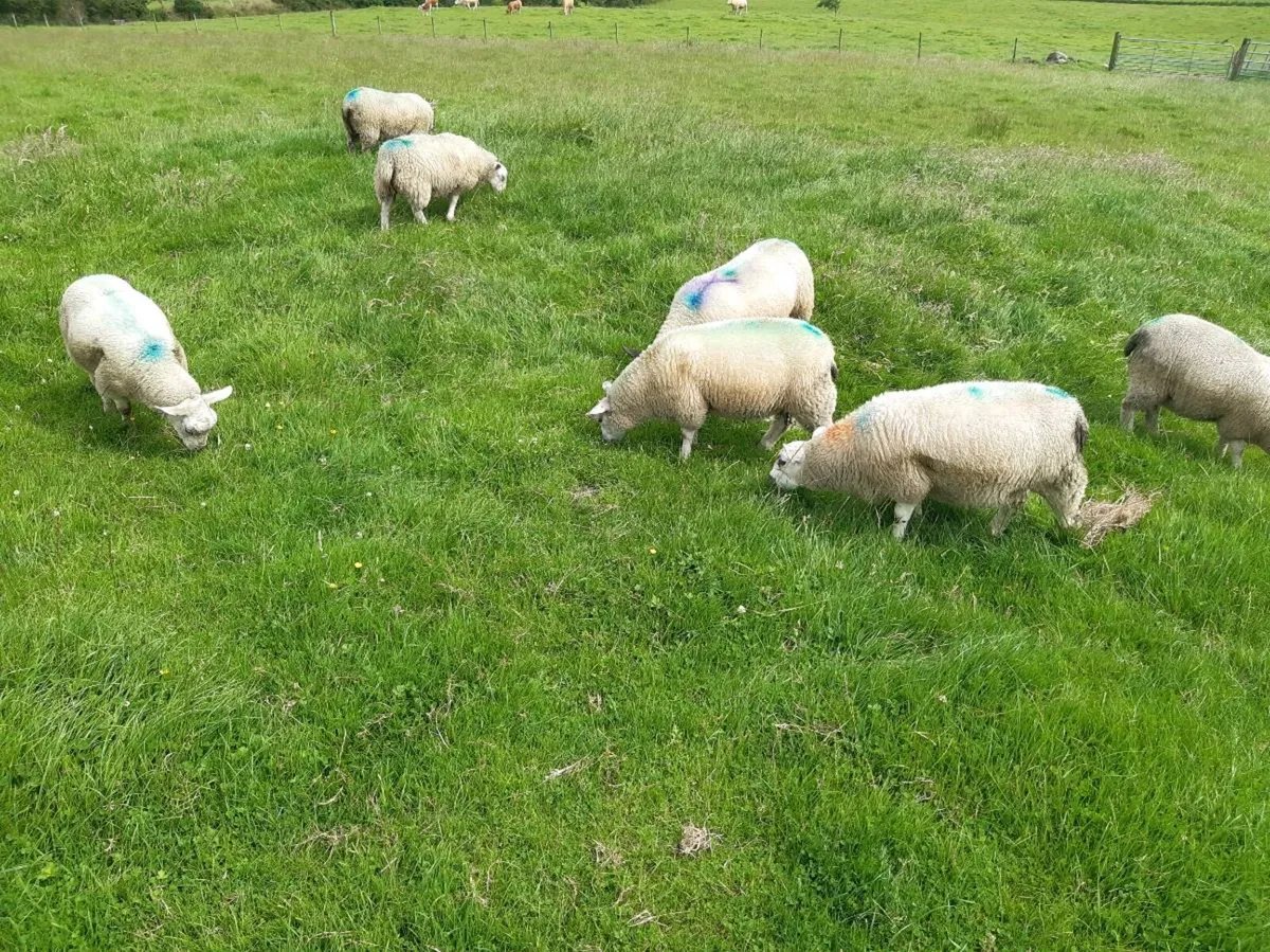 Ewe lambs - Image 3