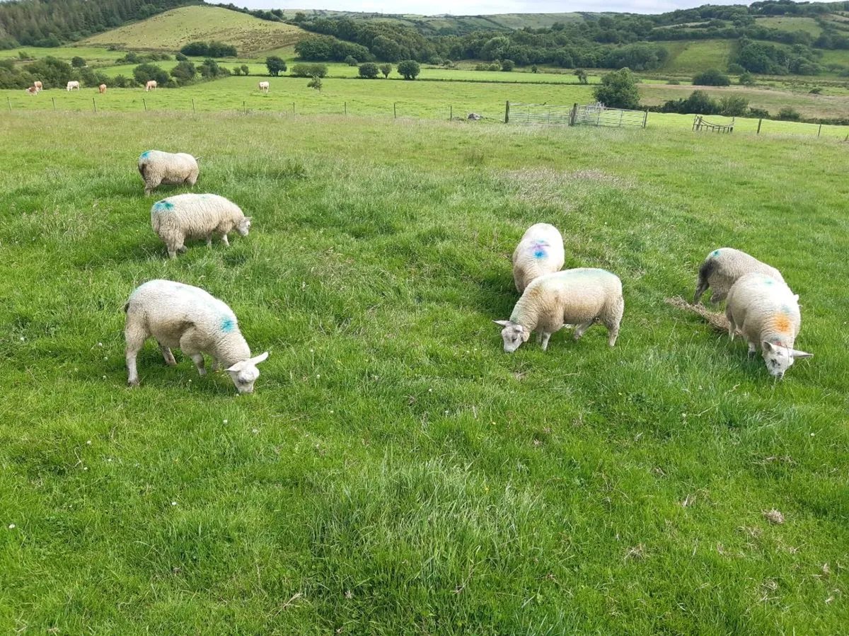 Ewe lambs - Image 4