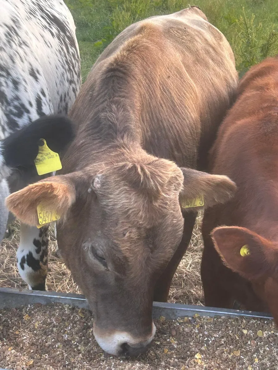 Calf Sale Entries: Sat 11th Jul 2026 - Image 1