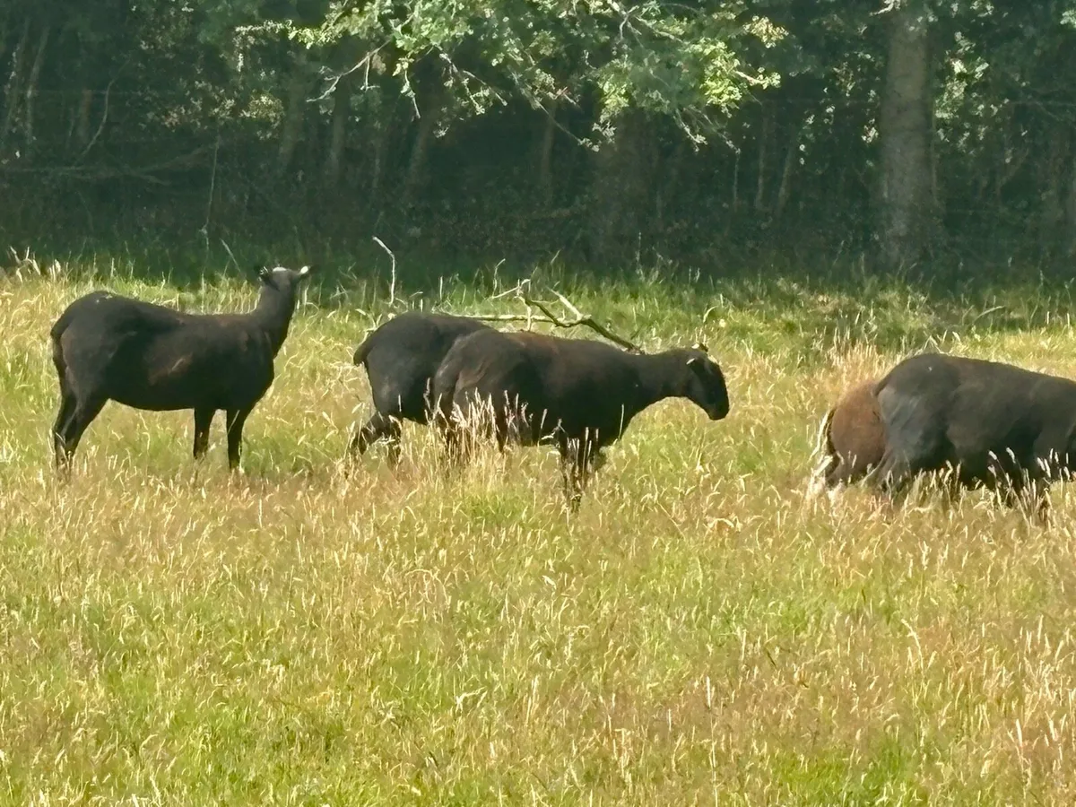Zwarble ewes