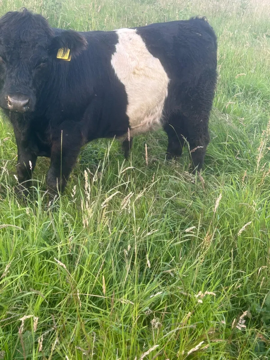 Calf Sale Entries: Sat 11th Jul 2026 - Image 3