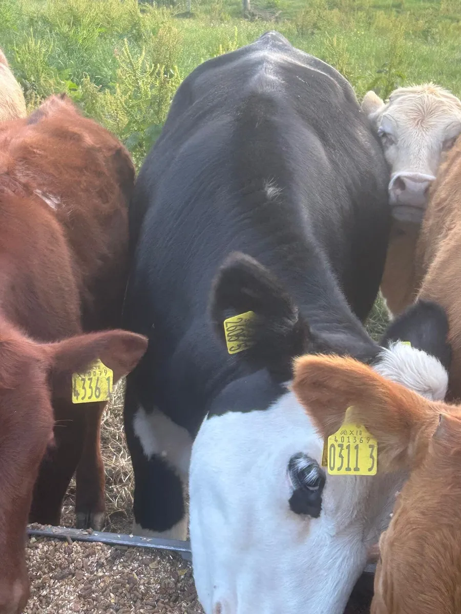 Calf Sale Entries: Sat 11th Jul 2026 - Image 2